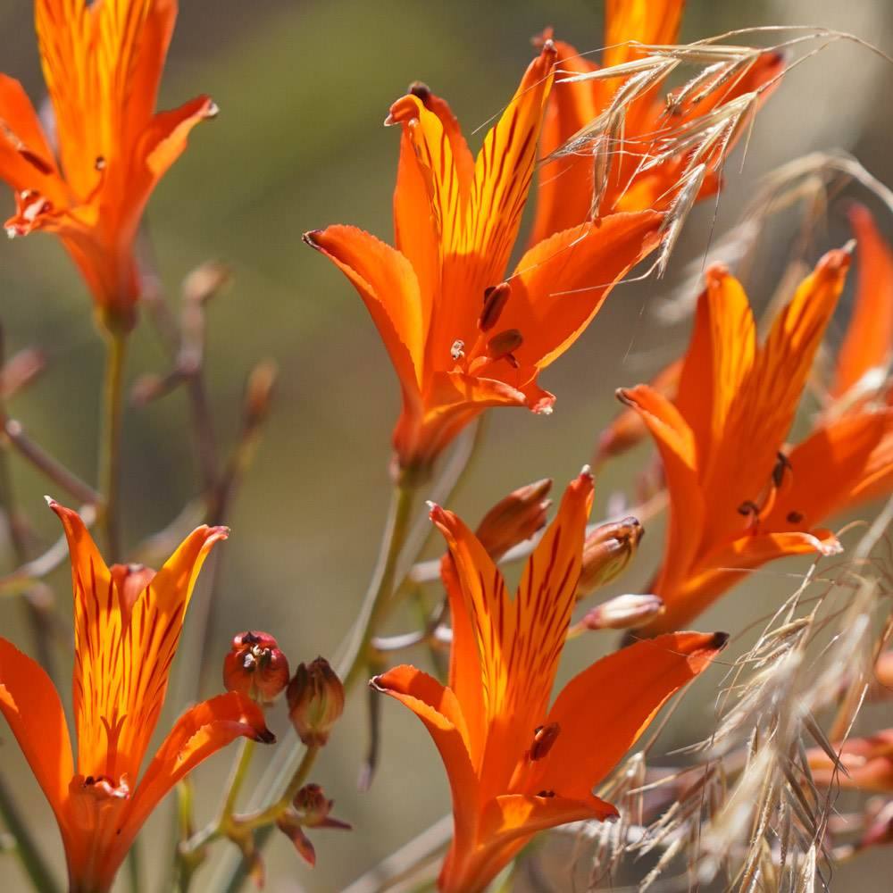 Flores nativas del Valle de Ocoa en flor