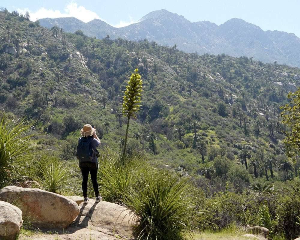 Excursionista fotografiando el palmar camino al Parque Nacional La Campana