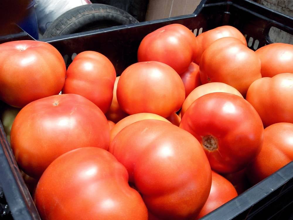 Cosecha de tomates, 2013