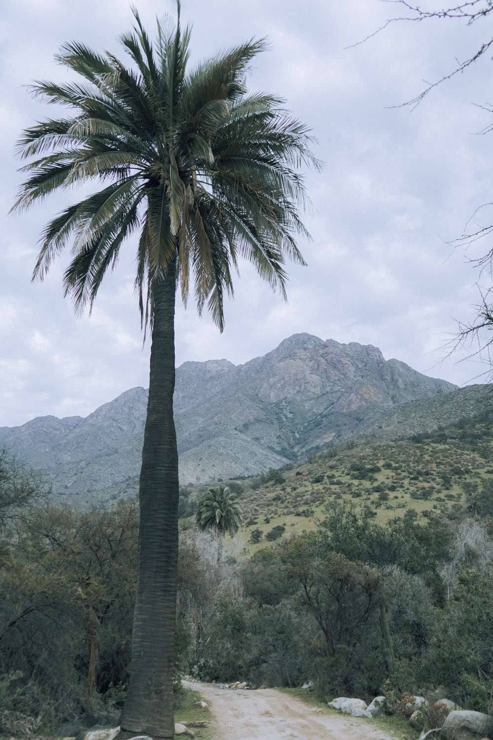 Palma chilena centenaria en el camino hacia el Parque Nacional La Campana